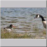 Haematopus ostralegus - Austernfischer 01 Sundermannsee.jpg